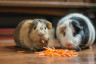 Meerschweinchen_avicole