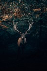 chasse