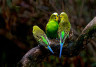 Bird_Oiseaux_Vogel_Expo