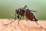 Tiger Mosquito