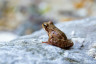 Frosch_Frog_Fräsch